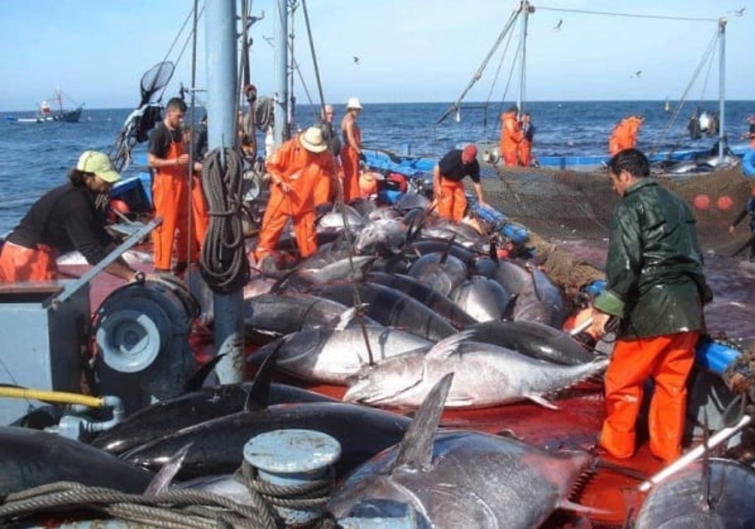 Pêche au thon rouge en 2024 : augmentation du quota de l’Algérie
