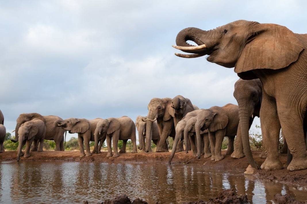Eléphants Botswana Allemagne Le président du Botswana menace l'Allemagne de lui envoyer 20 000 éléphants