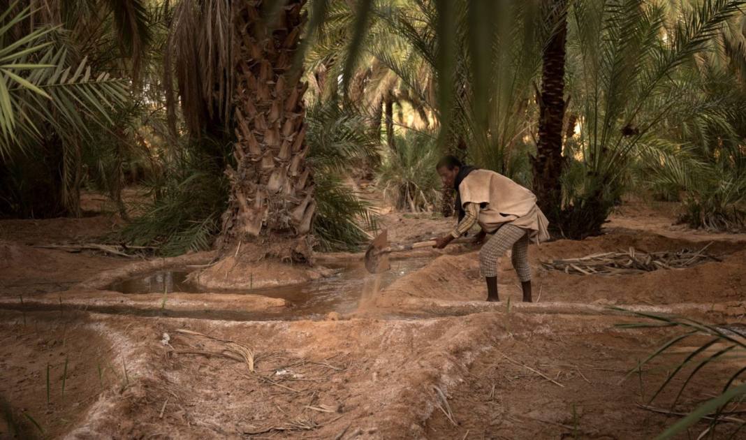 Irrigation des palmeraies : savoir de quoi on parle