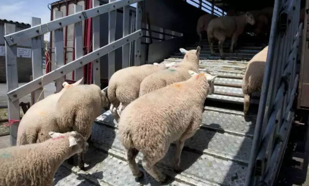 Aïd d’El-Adha : les moutons importés de Roumanie ne sont pas destinés à la vente