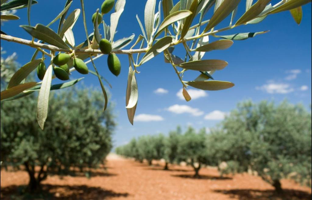 Algérie : la production d’huile d’olive continue sa dégringolade