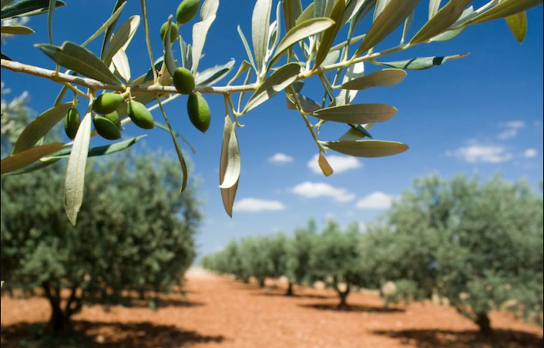 Algérie : la production d’huile d’olive continue sa dégringolade