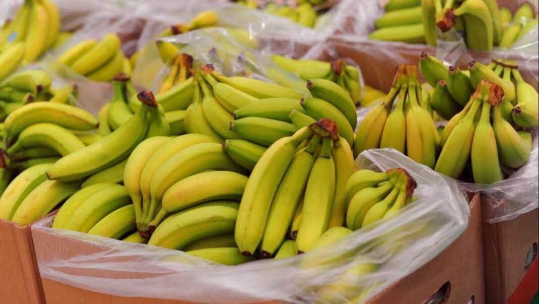 Alsace : de la cocaïne dans des cartons de bananes