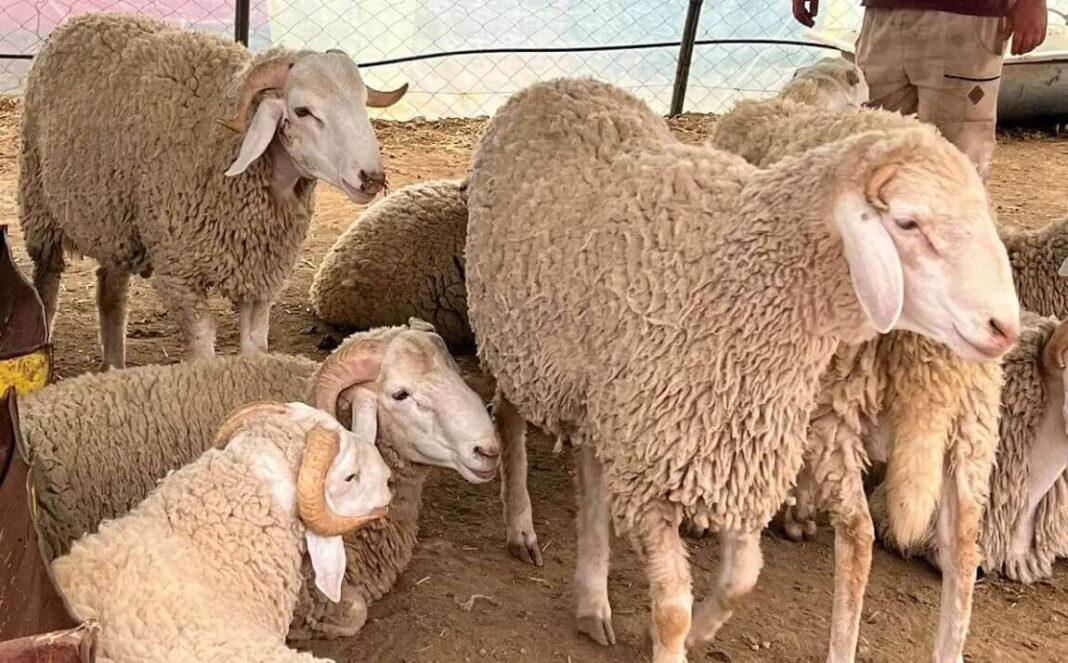 Les prix de vente des moutons de l’Aïd chez Alviar