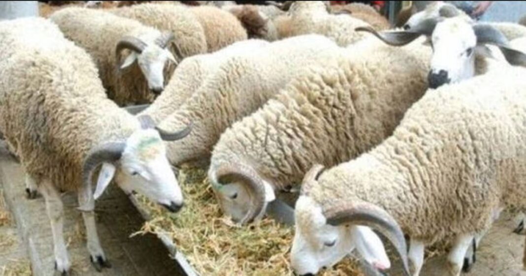 Alviar : prix, poids et nombre de moutons de l’Aïd en vente à Alger