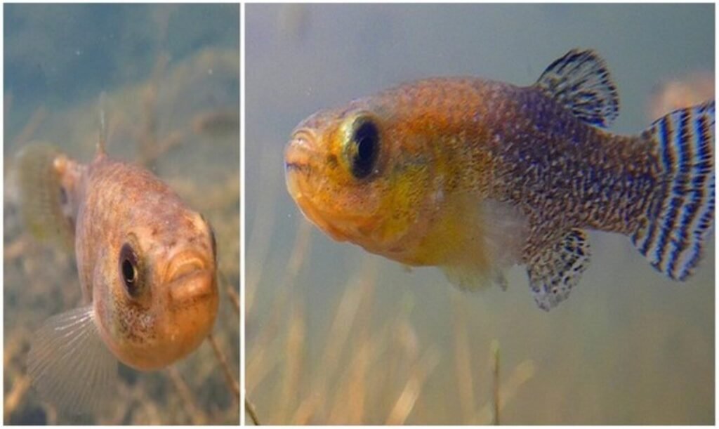 Découverte d'une espèce de poisson menacée d’extinction à Béchar