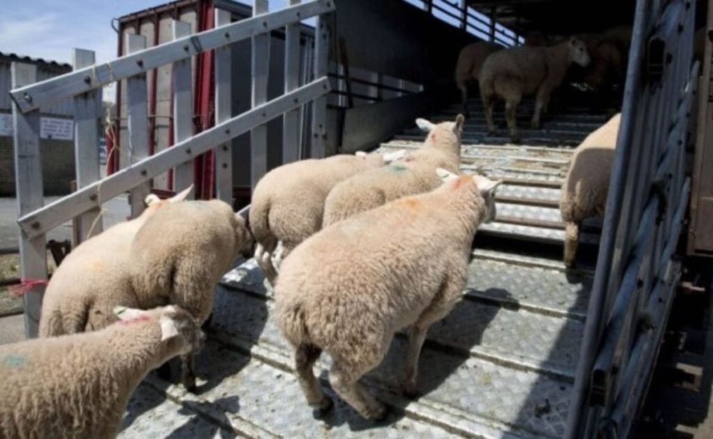 importation un million moutons