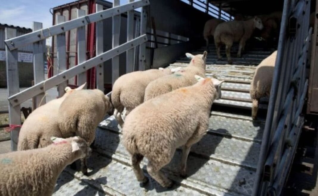 importation un million moutons
