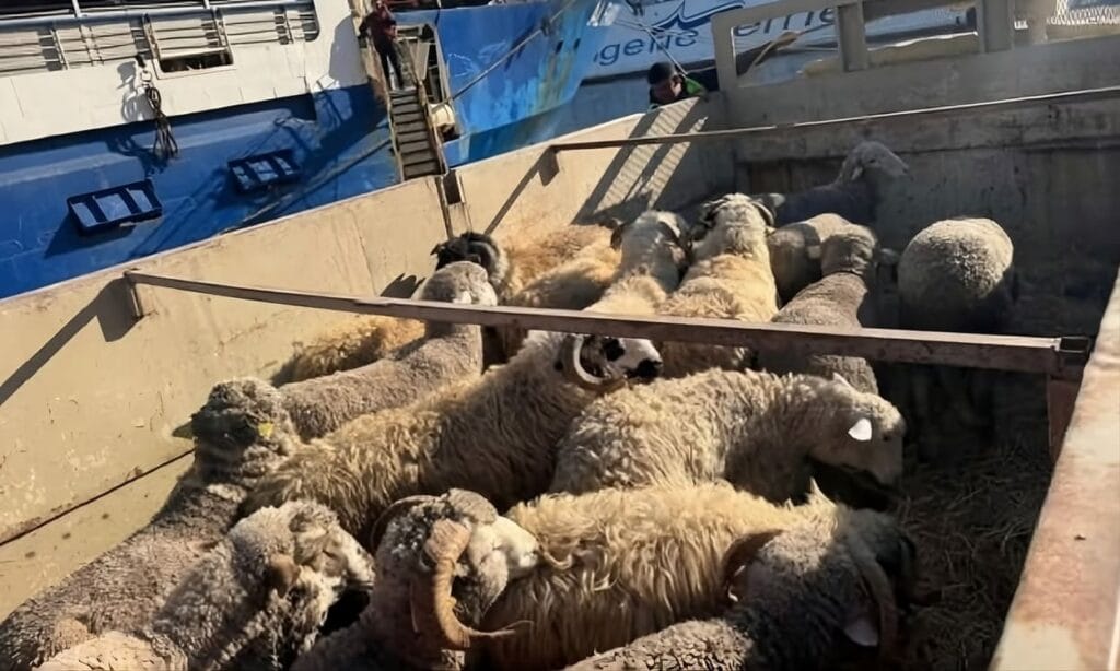 Adha moutons importés